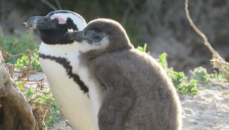 Südliches Afrika – Camping-Safari im Outback Afrikas