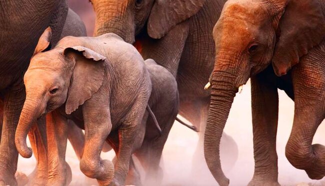 Angola, Namibia - Allradsafari im Südwesten Afrikas