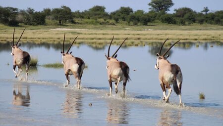 Botswana mit Egmont Strigl - Das grüne Herz der Kalahari Botswana mit Egmont Strigl - Das grüne Herz der Kalahari