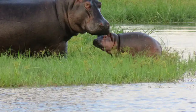 Botswana, Simbabwe – Okavango Delta, Big Five & Victoriafälle