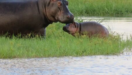 Botswana, Simbabwe – Okavango Delta, Big Five & Victoriafälle