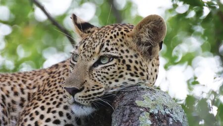 Malawi – Mulanje-Massiv, Safari & Lake Malawi