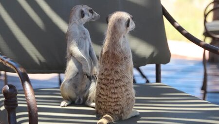 Namibia - Wüstenimpressionen und Tiervielfalt (Selfguided)