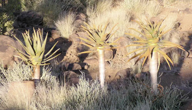 Namibia – Wandern durch die Wunderwelt der Wüsten