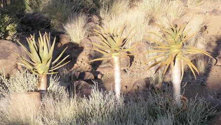 Namibia – Wandern durch die Wunderwelt der Wüsten