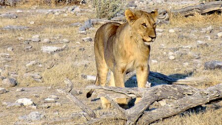 Namibia - Höhepunkte zwischen Kalahari und Namib