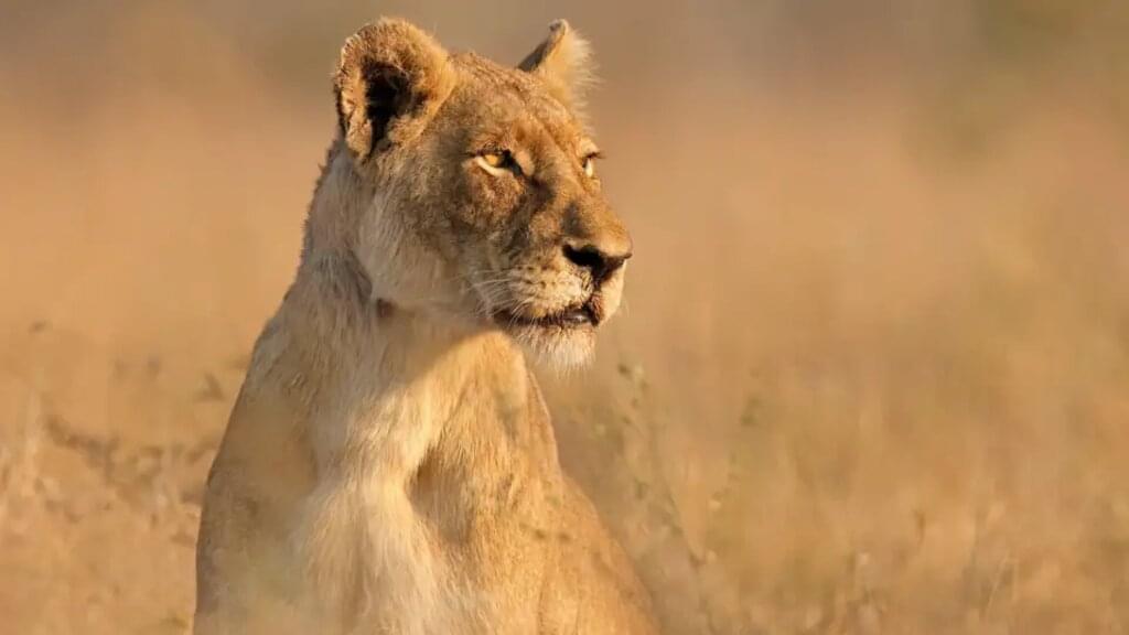 Namibia – Höhepunkte zwischen Kalahari und Namib