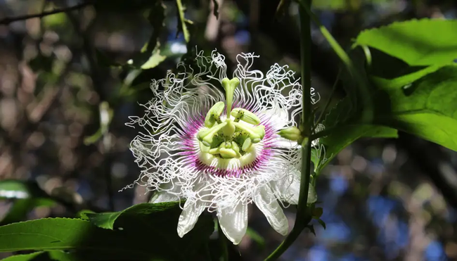 La Réunion - Vulkantrekking im Indischen Ozean