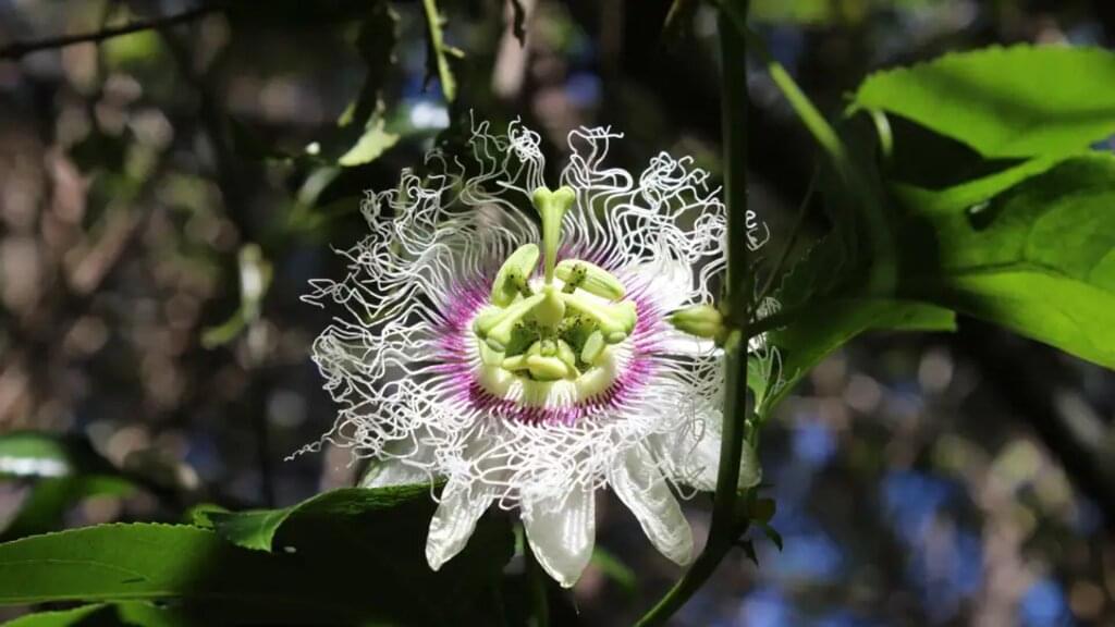 La Réunion - Vulkantrekking im Indischen Ozean