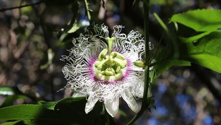 La Réunion - Vulkantrekking im Indischen Ozean
