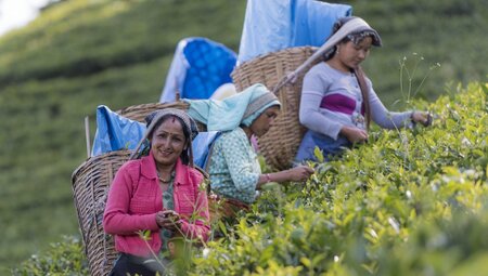 Teeplantage Sikkim