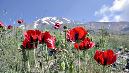 AS_ARE_Mohn_am_Fuss_des_Damavand_2