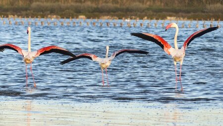 Flamingos bei Cagliari