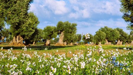 Olivenhain Ulivo millenari im Fruehling