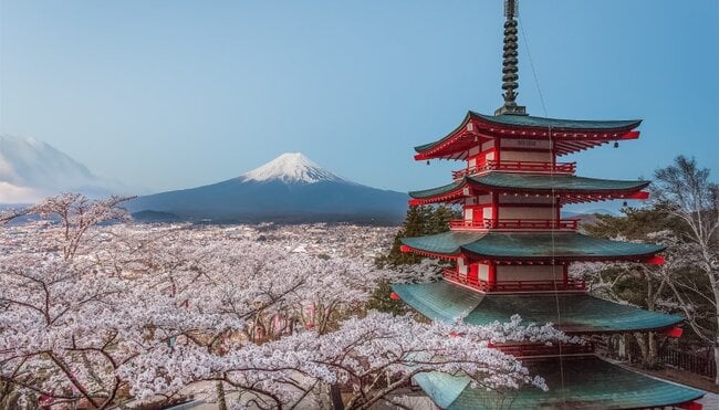 Fuji und Pagode während der Kirschblüte