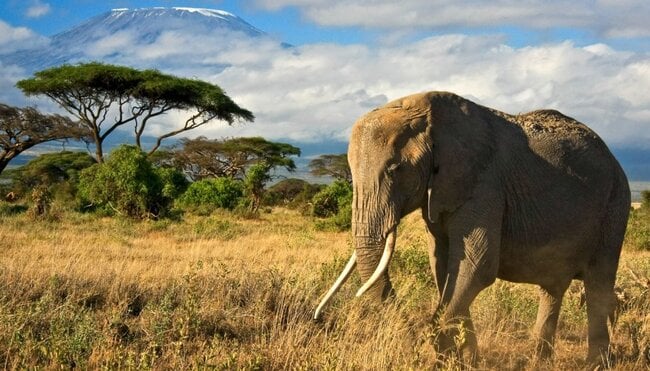Kenia  Elefant im AmboseliNationalpark