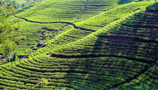 Teeplantagen im Hochland