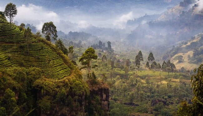Teeplantagen im Bergland von Nuwara Eliya