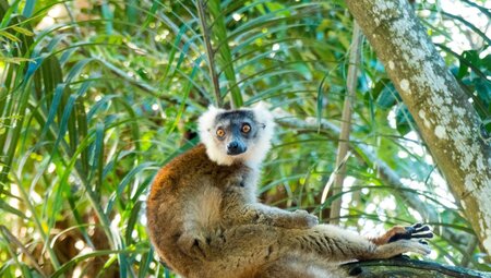 Madagaskar - Auf den Spuren der Lemuren