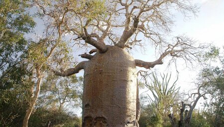 Mächtiger Baobab bei Ifaty