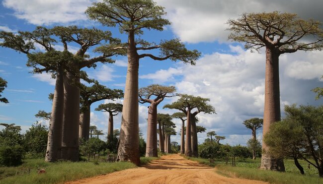 Madagaskar - Makis, Tsingys, Baobabs Baobab Allee