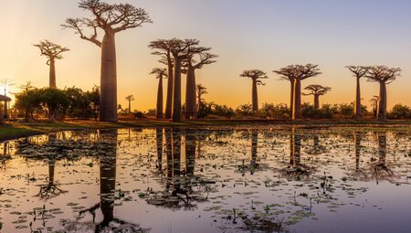 Madagaskar - Makis, Tsingys, Baobabs