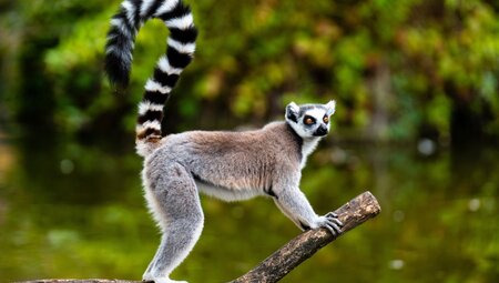 Ringelschwanz Lemur auf dem Zweig eines Baumes