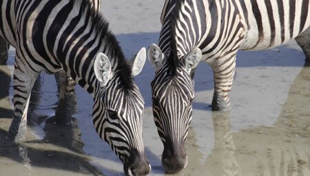 Namibia - Wüstenimpressionen und Tiervielfalt (Selfguided)