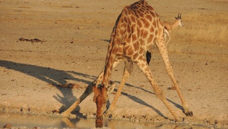 trinkende Giraffe im Etosha Nationalpark