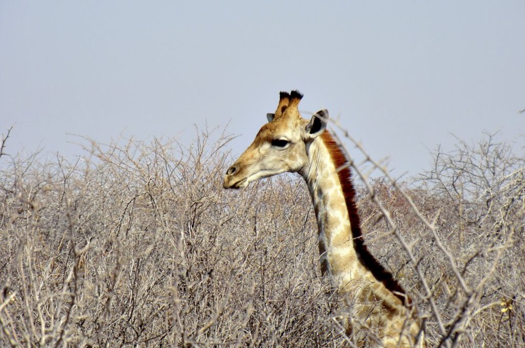 Namibia - Vielfalt für Einsteiger