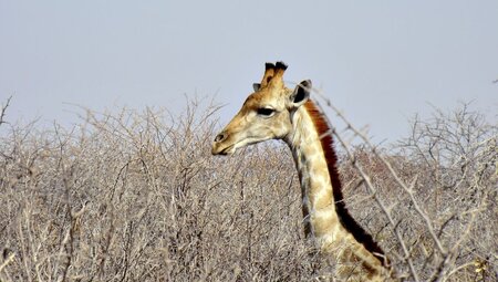 Giraffenkopf in Etosha
