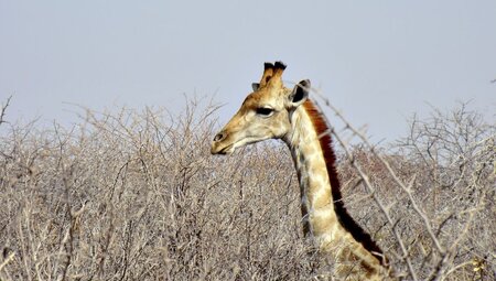 Namibia - Vielfalt für Einsteiger
