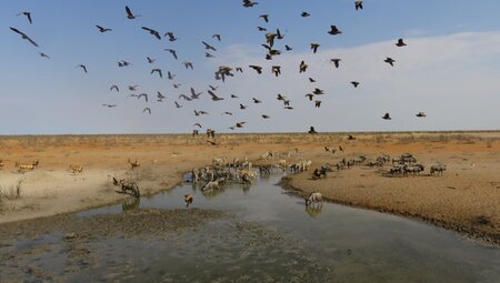 Namibia, Botswana - Tiervielfalt zwischen Wüstenbergen und Flussoasen