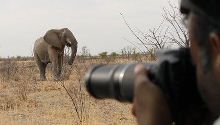 Namibia  Elefanten
