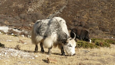 Nepal – Kala Pattar Lodge-Trek