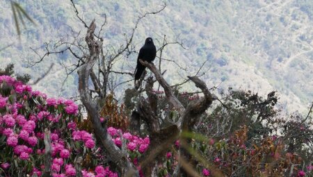 Nepal – Annapurna Circuit Lodge-Trek