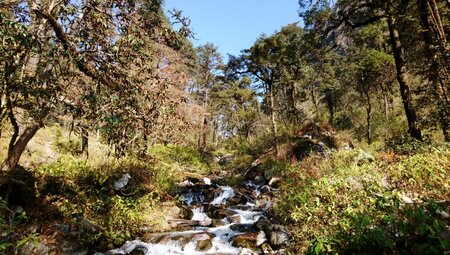 Vegetation auf dem Weg nach Thyangsyap