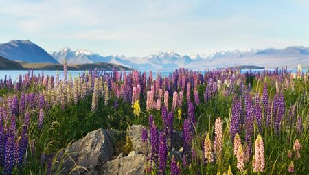 Lupinen am Lake Tekapo