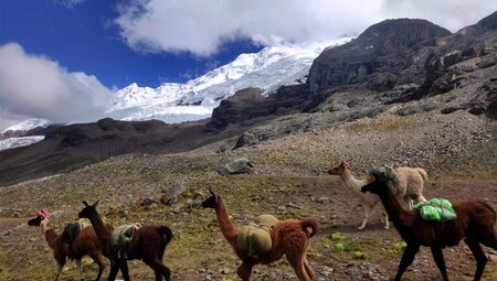 Peru – Lodge-Trekking mit Lamahirten