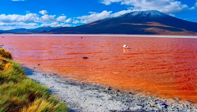 Laguna Colorada in Bolivien