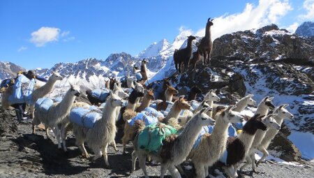 Eine Gruppe Lamas auf dem Condoriri Trek