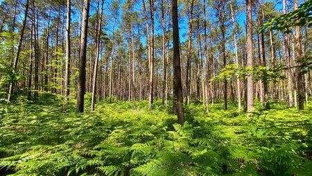 Polen - Wandern mit den Dünen