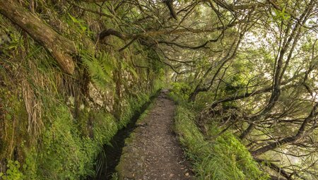 Madeira - Levadas, Lorbeer, Lavafelsen