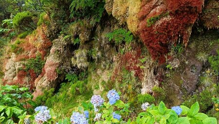 Azoren - Zu Besuch bei den Wettergöttern