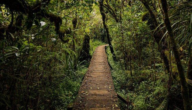 Pfad im Primärwald von Bélouve, Trou de Fer, Insel La Réunion