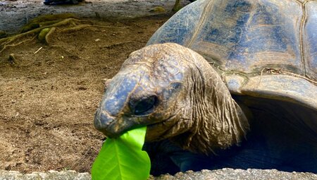 Aldabra Riesenschildkröte