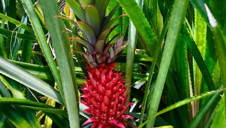 Seychellen Wilde Ananas auf Mahé