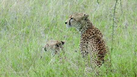 Geparde in der Serengeti