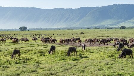 Ngorongoro Krater mit Gnus und Büffeln in Tansania