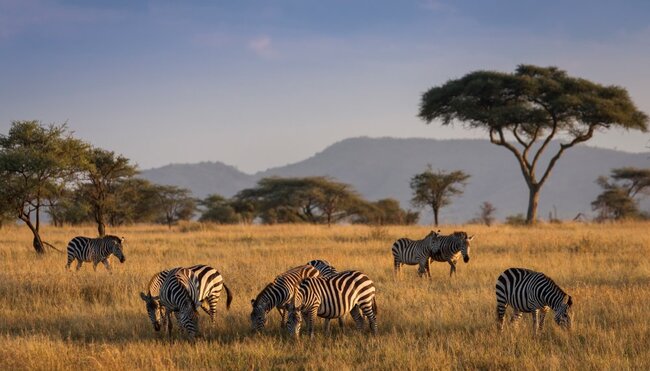 Afrikanische Zebras in wunderschöner Landschaft bei Sonnenaufgang im Serengeti Nationalpark in Tansania
